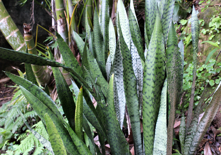 Jardim de inverno Brasilit